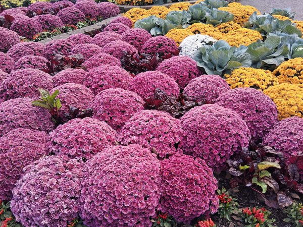 What are the top home automation systems available in the UK?