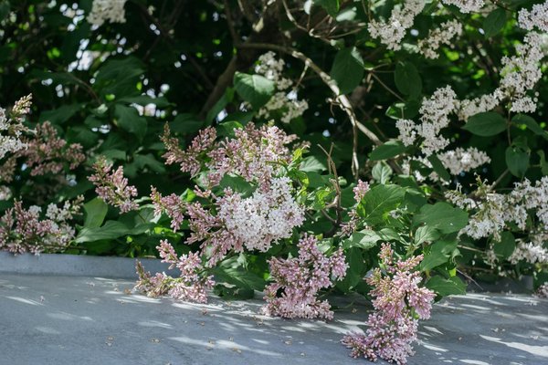 Can Adopting a Minimalist Approach Transform Your Home Workspace Efficiency?